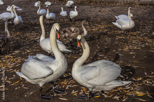 Ducks and swans swim in the Vltava river 
