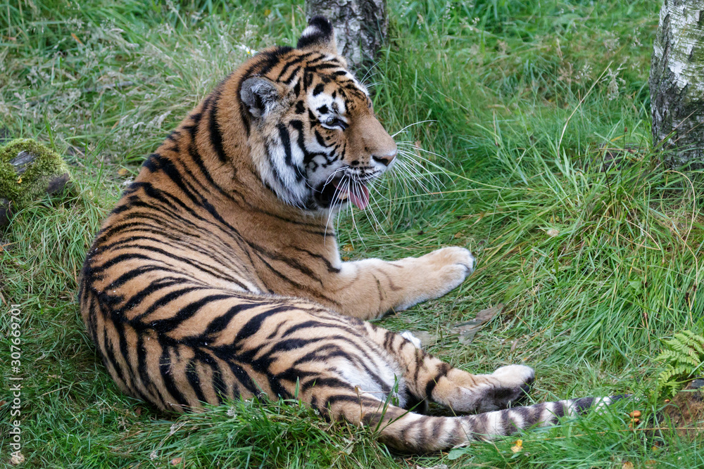 Siberian Tiger (Panthera tigris altaica) or Amur Tiger Siberian Tiger (Panthera tigris altaica) or Amur Tiger