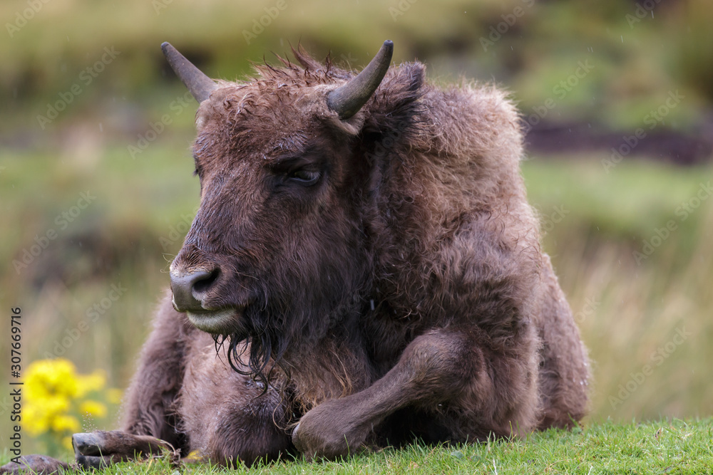 European Bison (Bison bonasus)