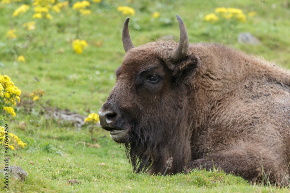 European Bison (Bison bonasus) European Bison (Bison bonasus)