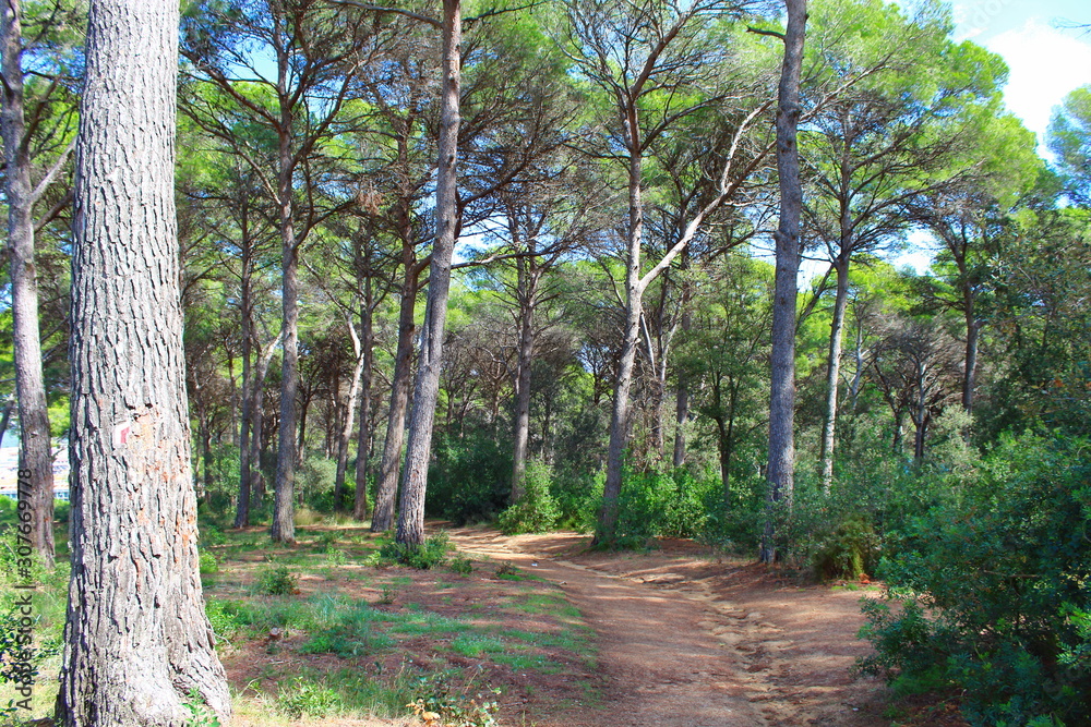 Obraz premium Pine forest in the middle sea. Spain. Catalonia.