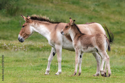 Przewalski Horse (Equus ferus przewalskii)