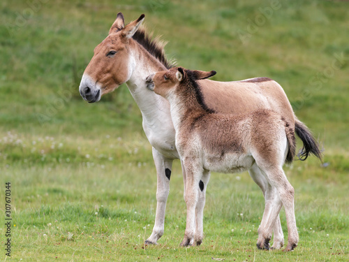 Photography Przewalski Horse (Equus ferus przewalskii)