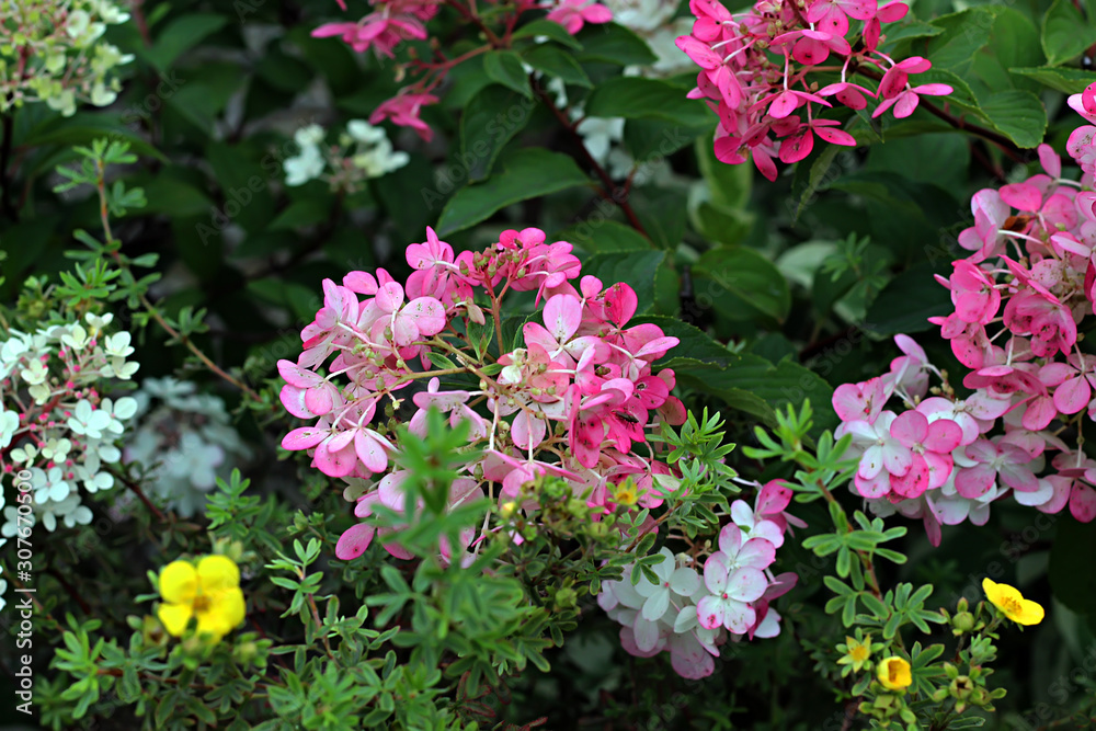 pink flowers in the garden pink flowers in the garden