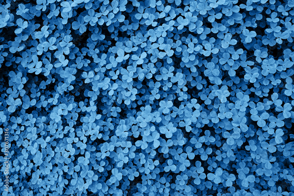 Foliage toned in classic blue. Color of the year 2020. Colorful concept. Foliage toned in classic blue. Color of the year 2020. Colorful concept.