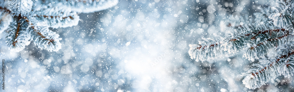 Pine tree branches covered frost in snowy atmosphere. Winter panoramic banner with snowy pine branches - obrazy, fototapety, plakaty 