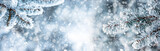 Pine tree branches covered frost in snowy atmosphere. Winter panoramic banner with snowy pine branches