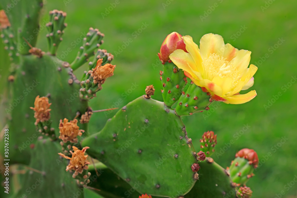 Cactus plants in the nursery