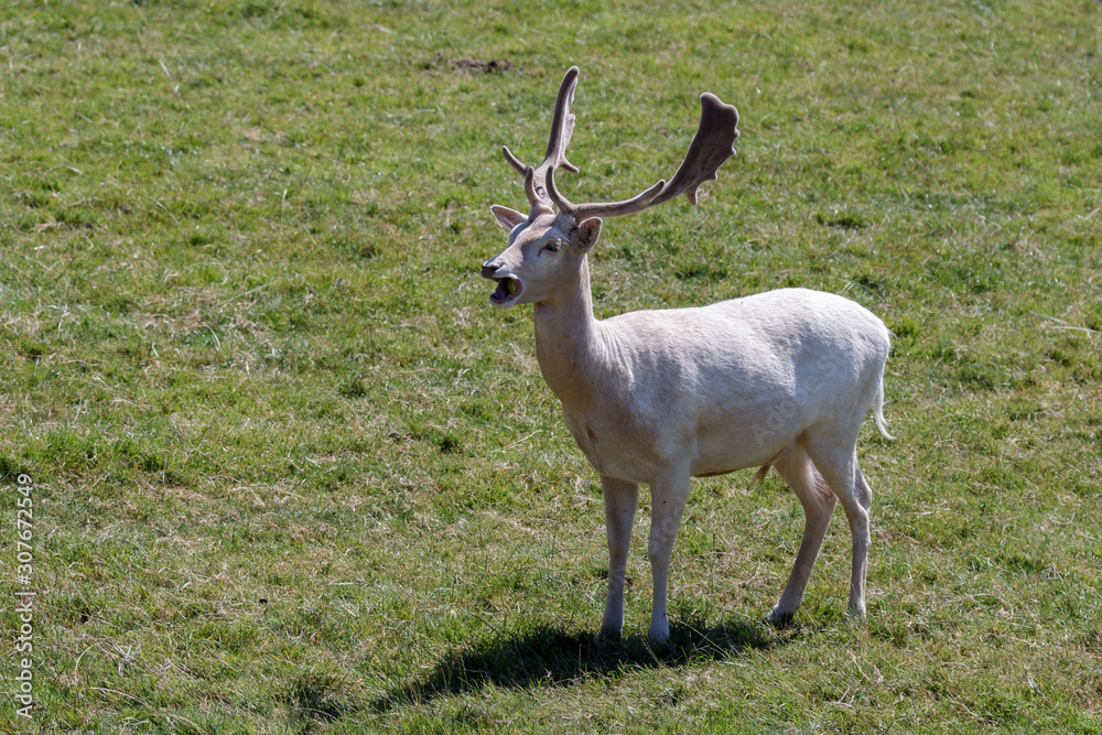 Fallow Deer (Dama dama)