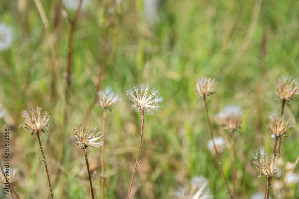 Tiny wild flowers in the field, natural background, drued grass in a meadow, summertime season