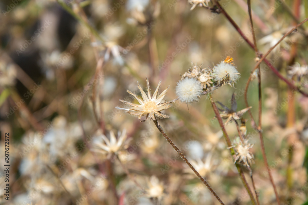 Tiny wild flowers in the field, natural background, drued grass in a meadow, summertime season Tiny wild flowers in the field, natural background, drued grass in a meadow, summertime season