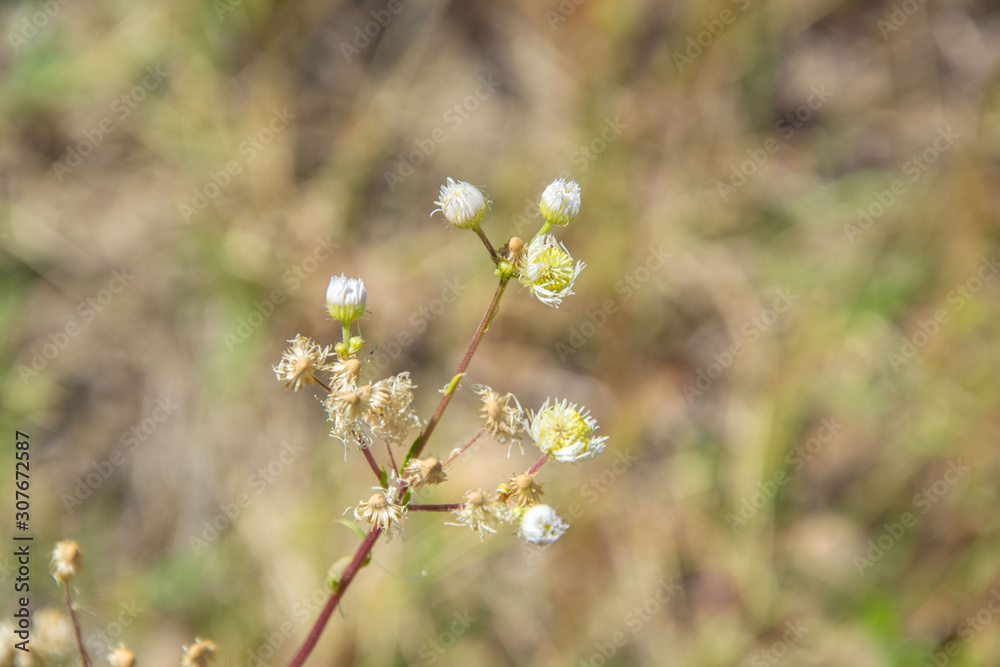 Tiny wild flowers in the field, natural background, drued grass in a meadow, summertime season Tiny wild flowers in the field, natural background, drued grass in a meadow, summertime season