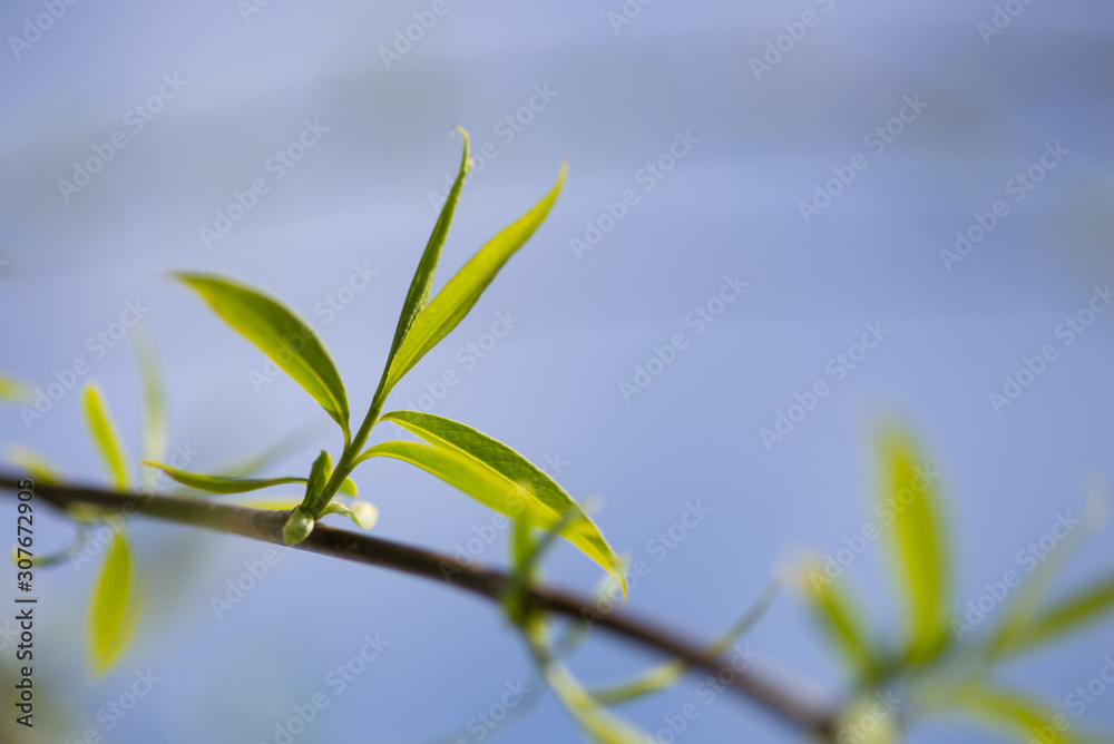 branch with leaves on background of blue sky