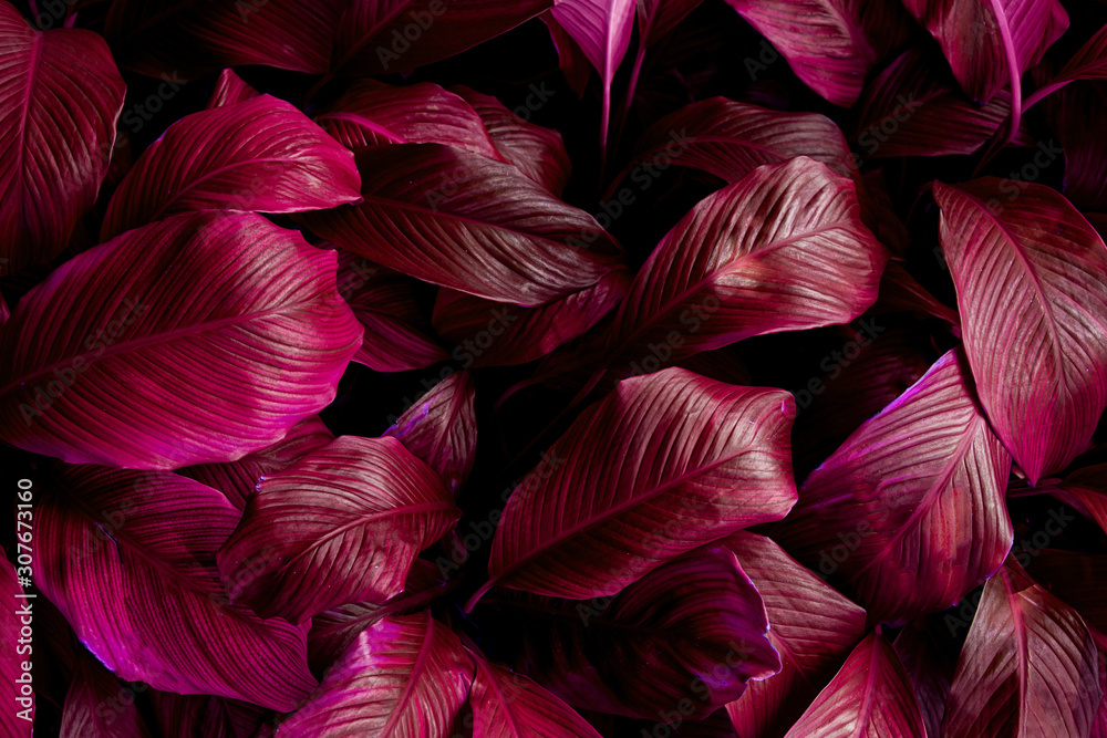 leaves of Spathiphyllum cannifolium, abstract colorful texture, nature background, tropical leaf leaves of Spathiphyllum cannifolium, abstract colorful texture, nature background, tropical leaf