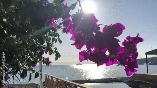 Purple flowers on the beach