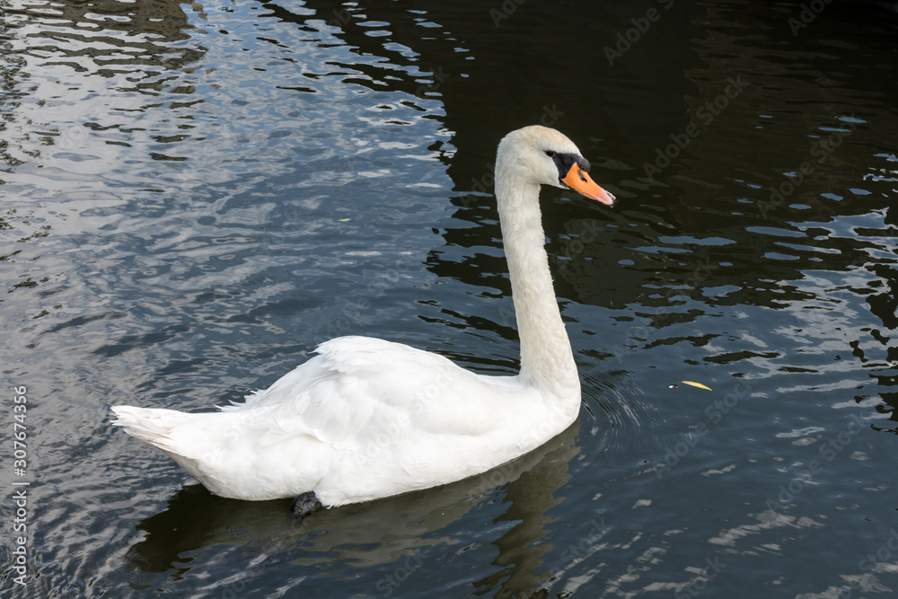 Swan on the Kennet and Avon Canal near Aldermaston Berkshire Swan on the Kennet and Avon Canal near Aldermaston Berkshire