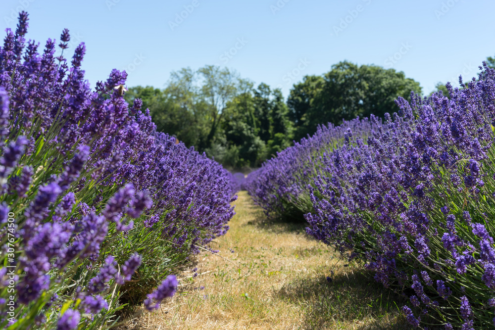 Fototapeta premium Field of Lavender