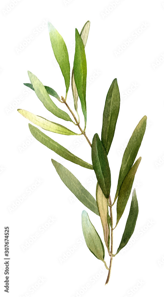 Green olive tree branch hand drawn in watercolor isolated on a white background. Ideal for creating invitations, greeting cards.Floral illustration.Watercolor botanic element for arrangements, wreaths