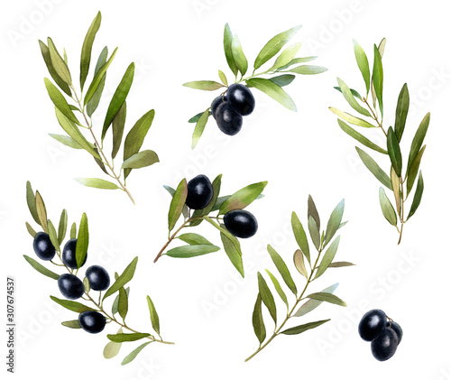 Set of olive tree branches with juicy black berries hand drawn in watercolor isolated on a white background. Ideal for creating invitations, greeting cards. Watercolor elements for patterns, wreaths