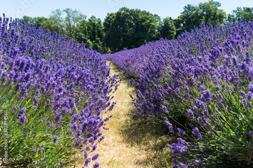 Field of Lavender