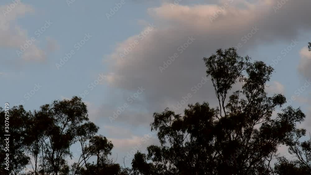 A chimango caracara (Milvago chimango) flies over eucalyptus trees against a cloudy sky a dusk.
