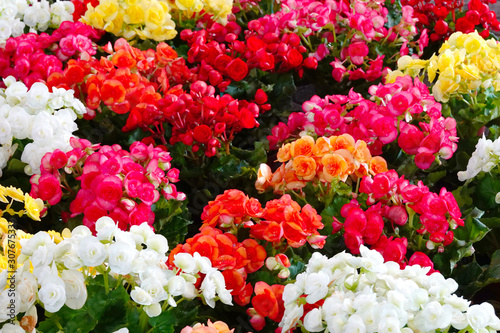 Begonia flowers that are colorful, beautiful and diverse.