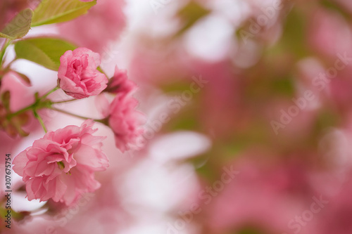 Sakura or Japanese cherry  Prunus serrulata  flowers close up  blurred background with beautiful bokeh. Cherry tree branch blossoming in pink colour. Pink cherry blossom sakura. Pink cherry blossom. 