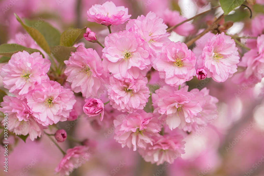 Sakura or Japanese cherry (Prunus serrulata) flowers close up, blurred background with beautiful bokeh. Cherry tree branch blossoming in pink colour. Pink cherry blossom sakura. Pink cherry blossom. Sakura or Japanese cherry (Prunus serrulata) flowers close up, blurred background with beautiful bokeh. Cherry tree branch blossoming in pink colour. Pink cherry blossom sakura. Pink cherry blossom.