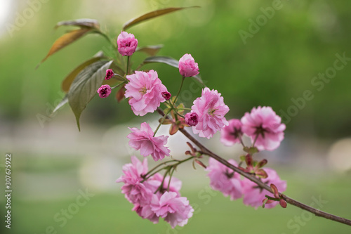 Sakura or Japanese cherry  Prunus serrulata  flowers close up  blurred background with beautiful bokeh. Cherry tree branch blossoming in pink colour. Pink cherry blossom sakura. Pink cherry blossom. 