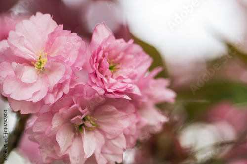 Sakura or Japanese cherry (Prunus serrulata) flowers close up, blurred background with beautiful bokeh. Cherry tree branch blossoming in pink colour. Pink cherry blossom sakura. Pink cherry blossom.  © ihorhvozdetskiy