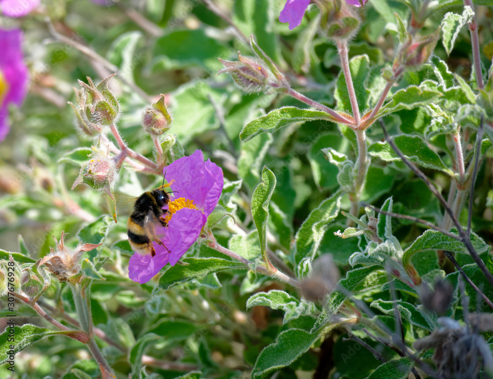 Bee on a Cretan Rock Rose (Cistus creticus L.) Bee on a Cretan Rock Rose (Cistus creticus L.)