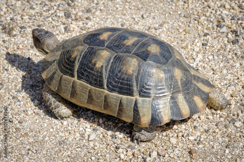 Sardinian Marginated Tortoise (Testudo marginata) photo