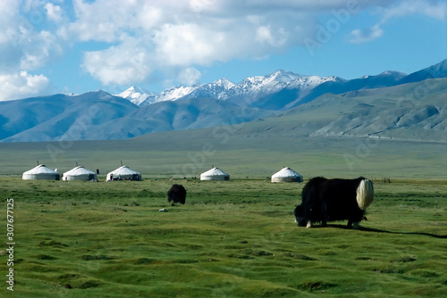 Yaks und Jurten vor dem Mongolischen Altai Gebirge photo