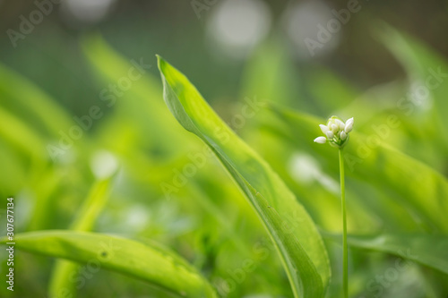 Wild Garlic or Ramsons (Allium ursinum) in flower. Allium ursinum plant at the time of flowering. wild garlic, white spring wildflower, Allium ursinum, wild forest flower