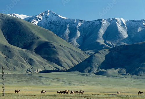 Kamele vor dem Mongolischen Altai Gebirge
