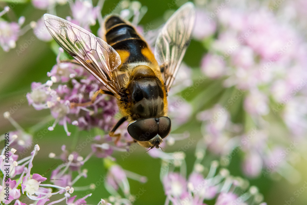 Makroaufnahme einer Biene auf rosa Blüte Makroaufnahme einer Biene auf rosa Blüte