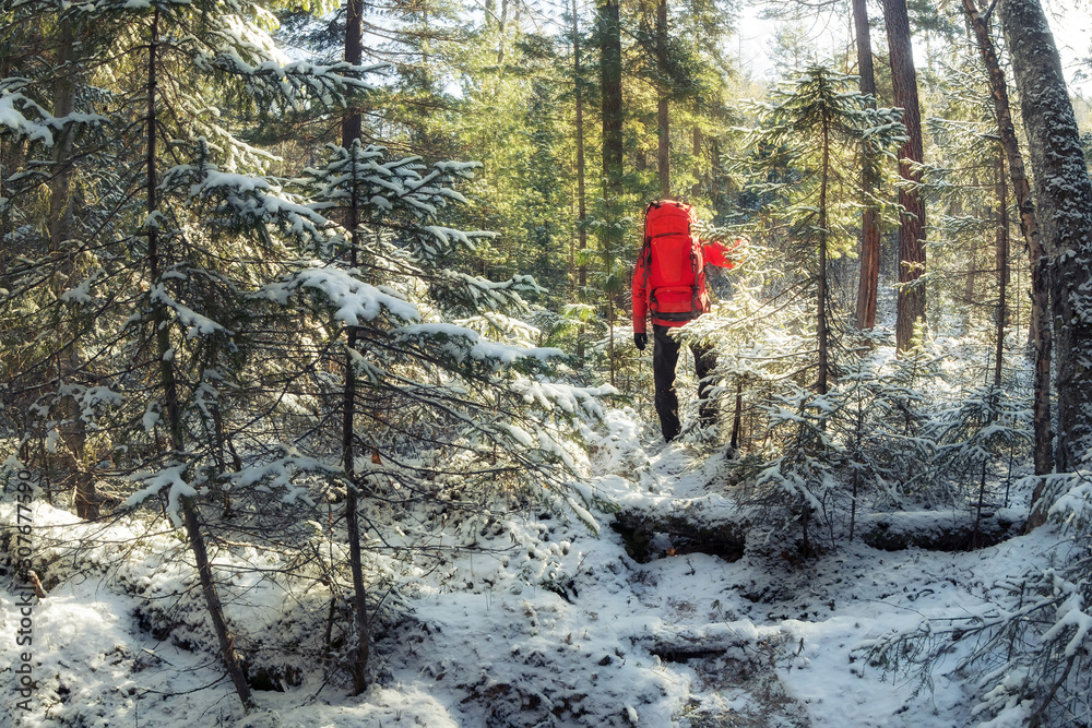hiker with a red backpack walks through a snowy winter forest among coniferous trees along a trail hiker with a red backpack walks through a snowy winter forest among coniferous trees along a trail