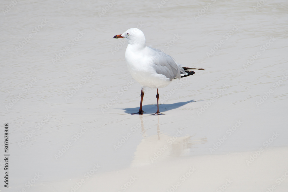 Close up of a seagull on the White Heaven Beach, Australia Close up of a seagull on the White Heaven Beach, Australia