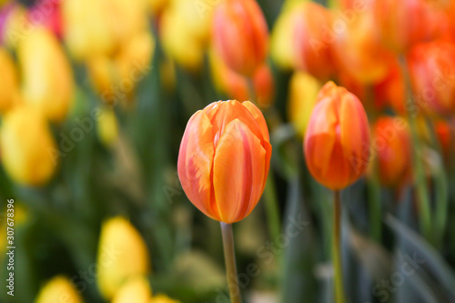 Fresh beautiful yellow and orange tulip flower