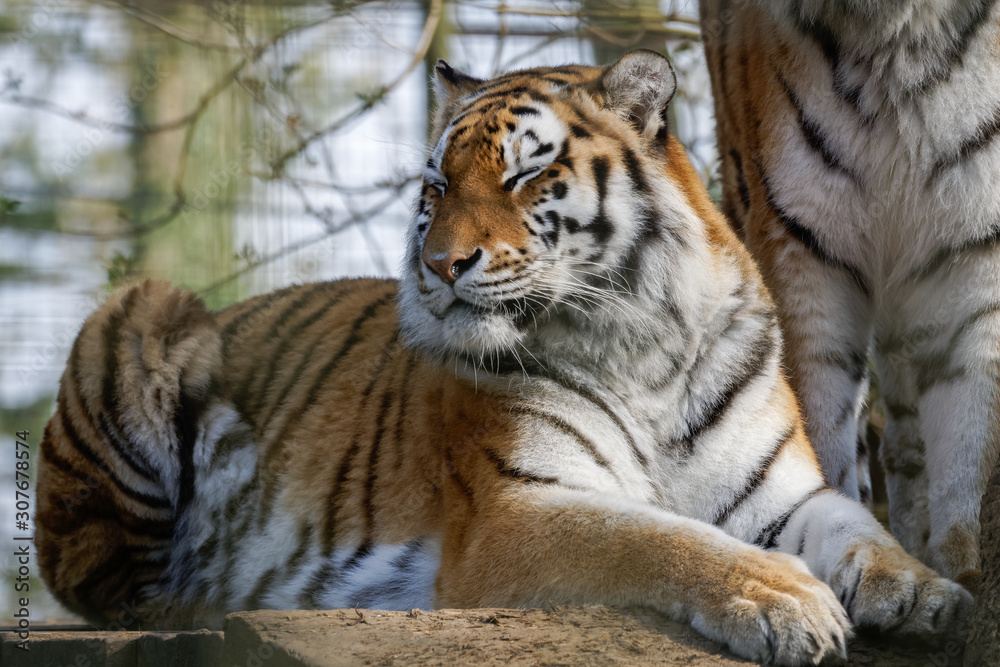 Fototapeta premium Siberian Tiger (Panthera tigris altaica)