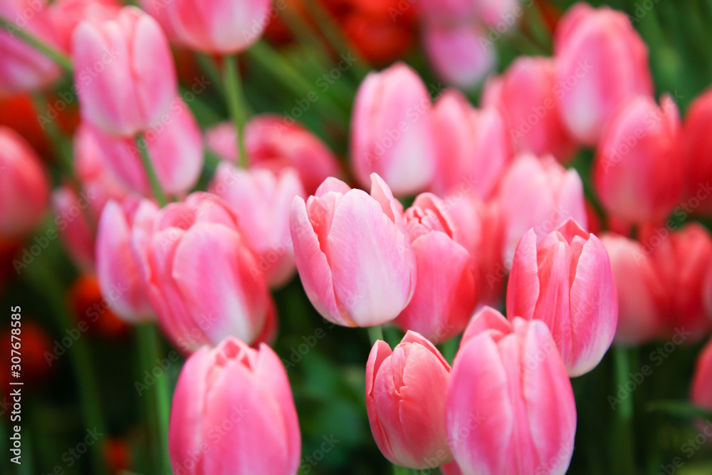 Fresh beautiful pink and white tulip flower Fresh beautiful pink and white tulip flower