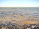 Top view of the clear water surface of Salt Lake Sivash, through which the sandy bottom and vegetation are visible.