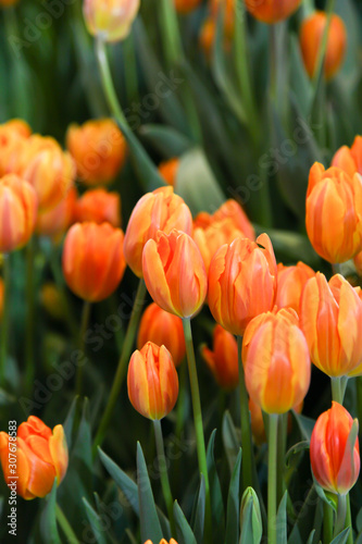 Fresh orange tulip in the garden