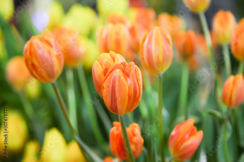 Fresh beautiful yellow and orange tulip flower