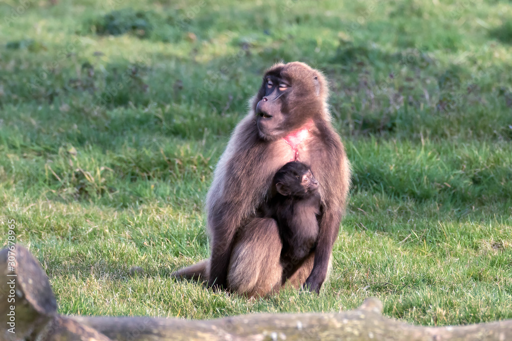 Obraz premium Gelada Baboon (Theropithecus gelada)