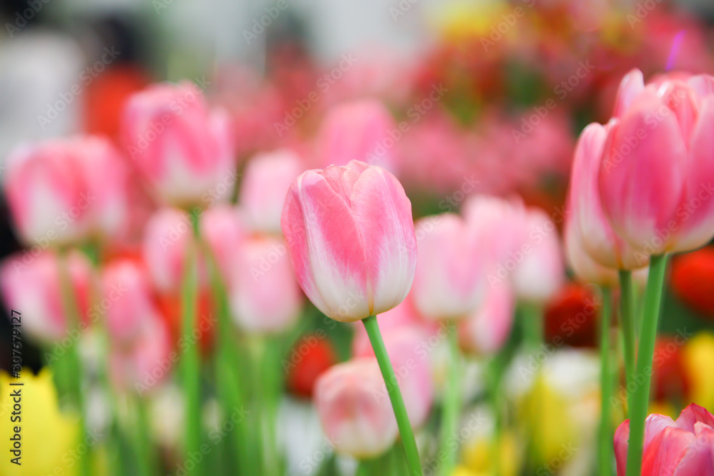 Fresh beautiful pink and white tulip flower