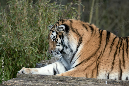 Siberian Tiger  Panthera tigris altaica 