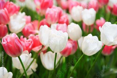 Fresh beautiful pink and white tulip flower