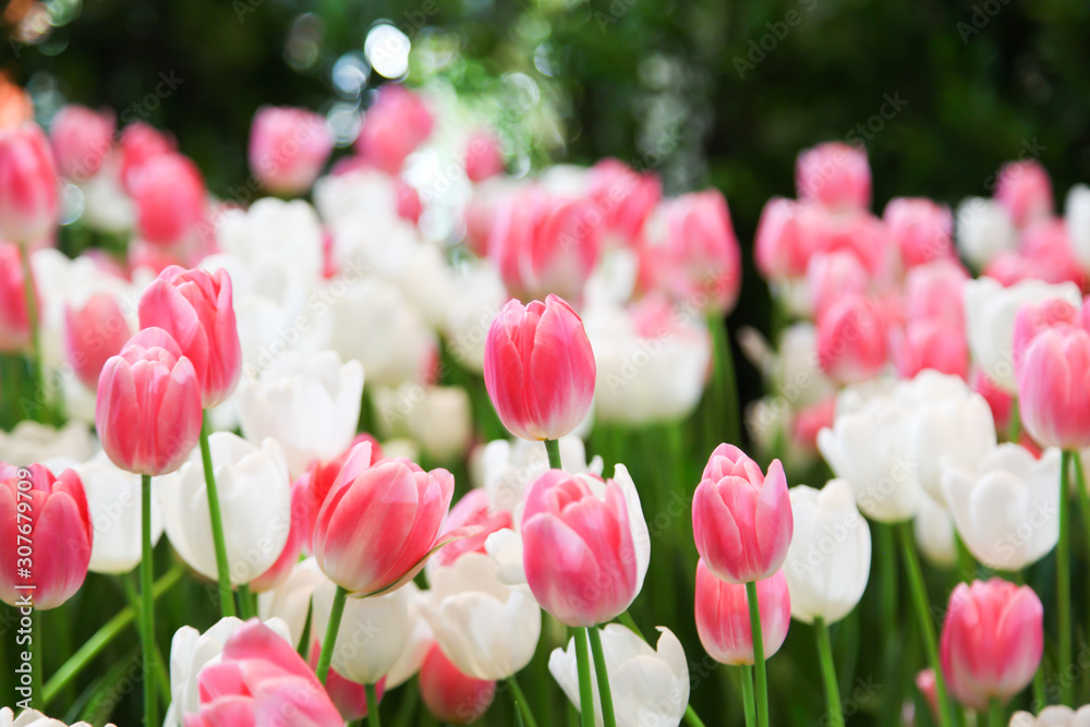 Fresh beautiful pink and white tulip flower