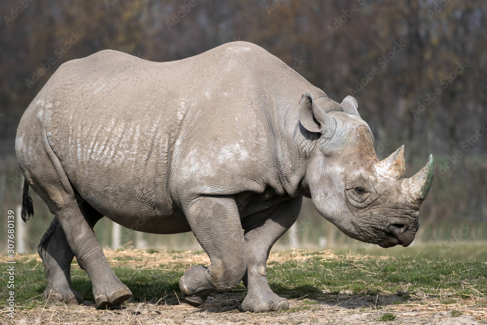 Fototapeta premium Black Rhinoceros or Hook-lipped Rhinoceros (Diceros bicornis)
